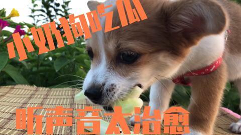 小狗狗吃瓜视频大全集