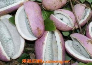 八月瓜可以煮鱼吃吗视频,探寻民间美食的独特风味